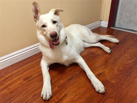 White Lab German Shepherd Mix