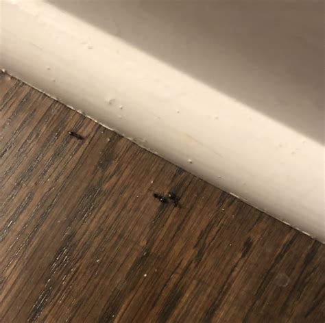 Identification of ants (Kansas City, Indoors) : r/ants