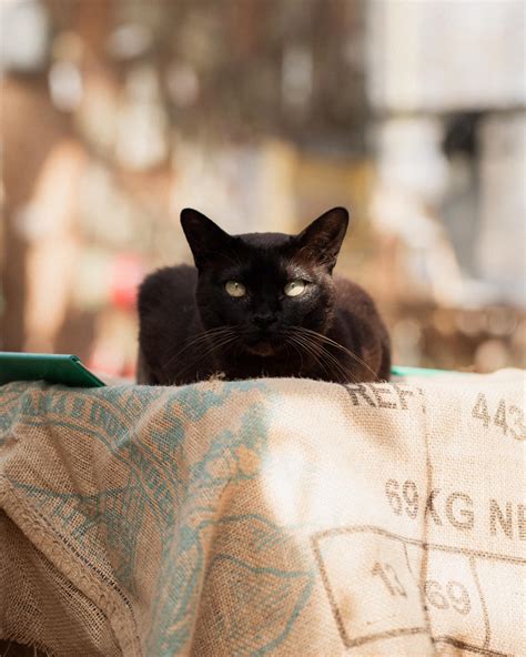 Critics are praising the new tom carver book for its depth 11