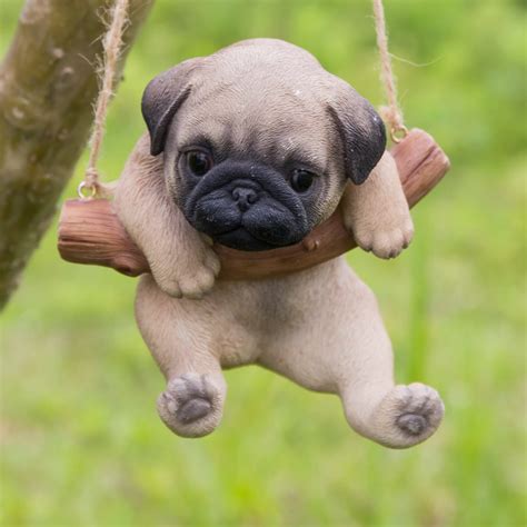 Pug - Temperament, Lifespan, Shedding, Puppy