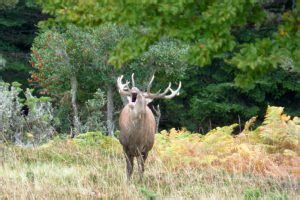 Pyrenees Wildlife - The Adventure Creators