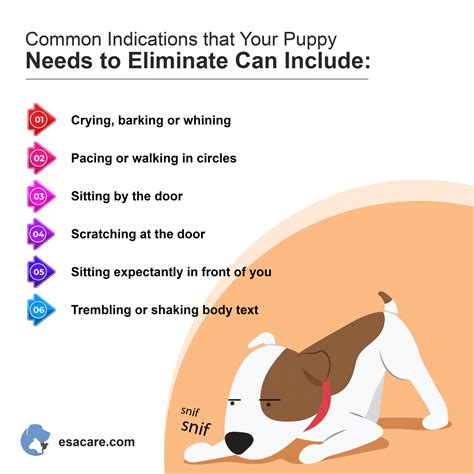 How to Potty Train Your Puppy? Complete Guide - ESA Care
