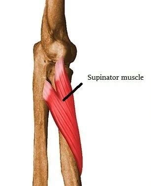 Supinator: Learn Your Muscles - Custom Pilates and Yoga