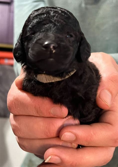 AKC Puppies For Sale In Alaska