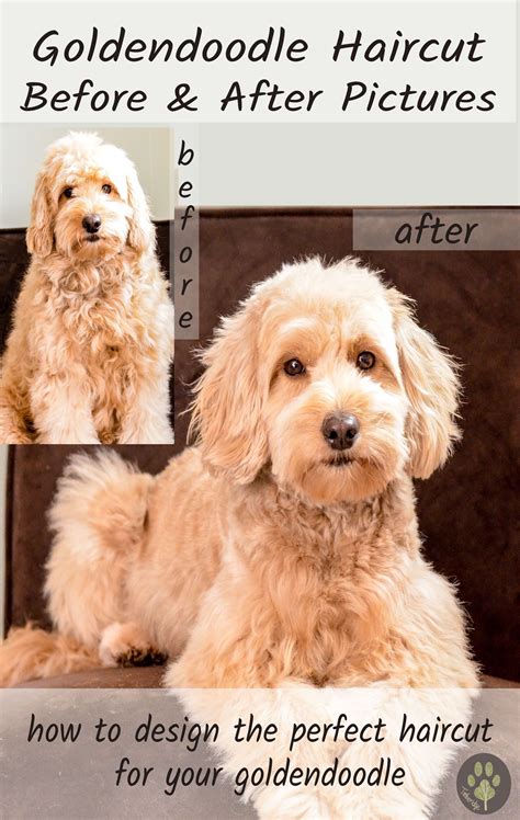 Goldendoodle haircut before and after pictures! #goldendoodlehaircut #goldendoodlegrooming #
