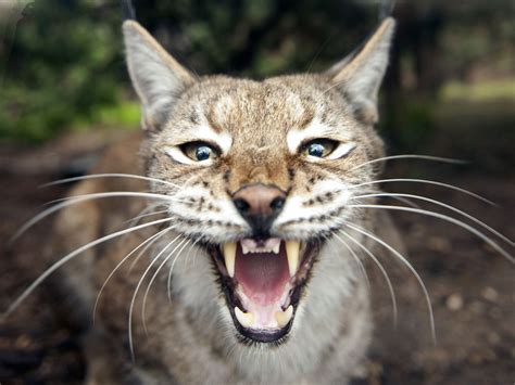 Lynx to be reintroduced into wild in Britain after a 1,300-year absence