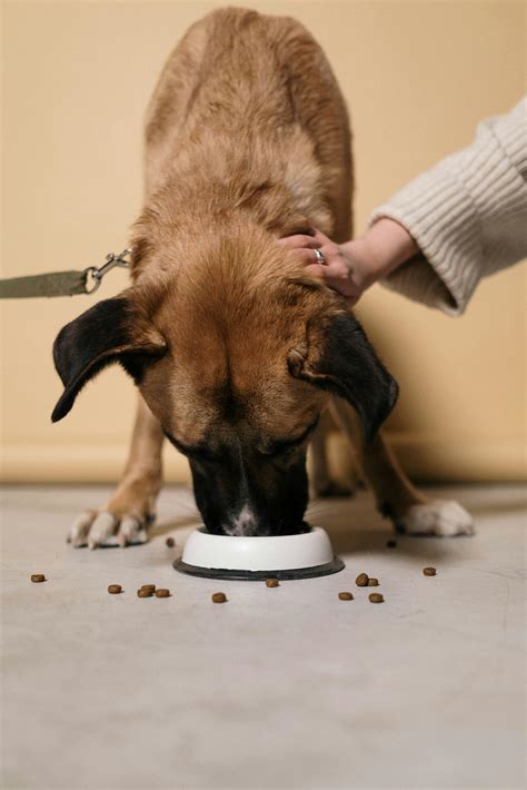 Dog Eating Photos, Download The BEST Free Dog Eating Stock Photos & HD