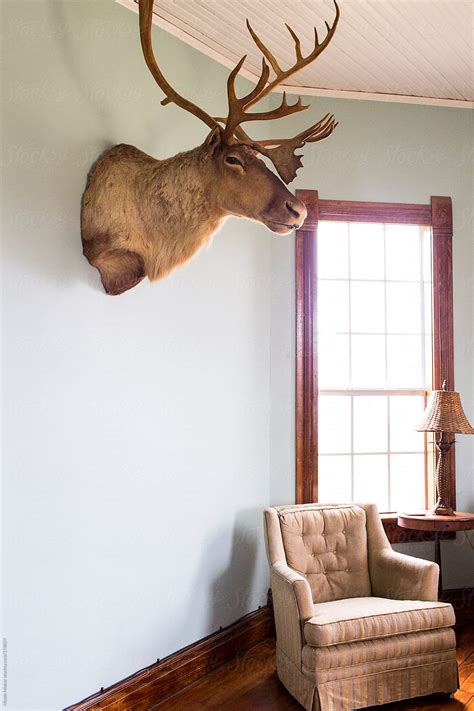 how much to mount a deer head