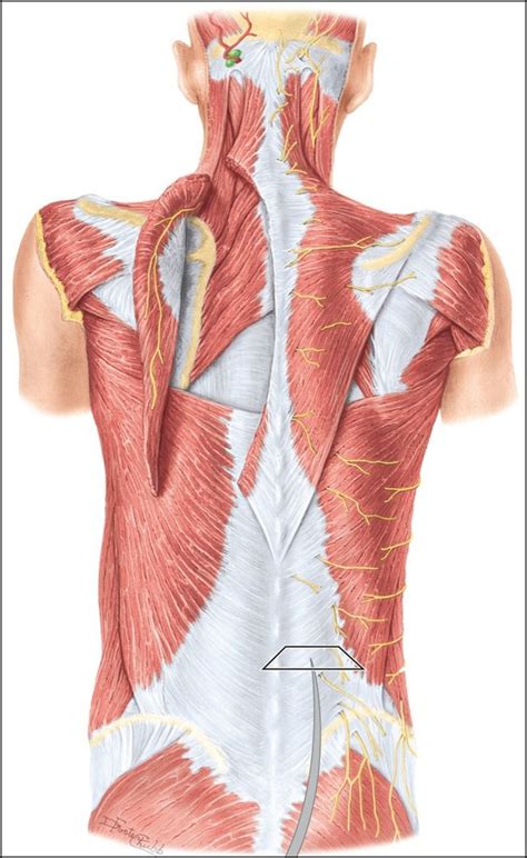 superficial extrinsic muscles diagram quizlet