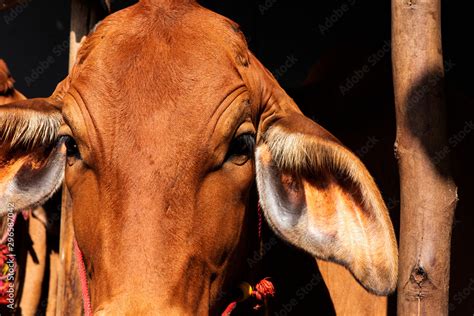 Front of a cow red (Brahman)in a corral. Stock Photo | Adobe Stock