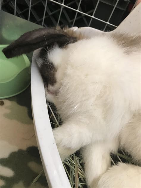 Hidden booplesnoot. How is this comfortable?! (He has the entire cage
