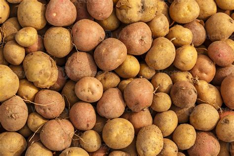 fresh raw potatoes 8137305 Stock Photo at Vecteezy