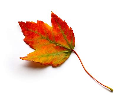 autumn, leaves, leaf, arrow, nature - Coolwallpapers.me!