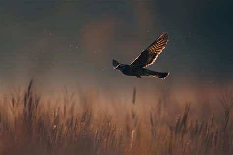 A nighthawk flying swiftly over a meadow during twilight. nature
