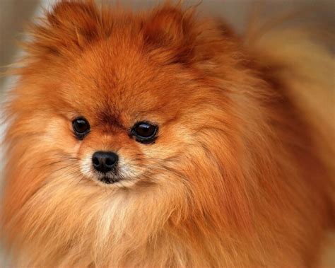tan pomeranian
