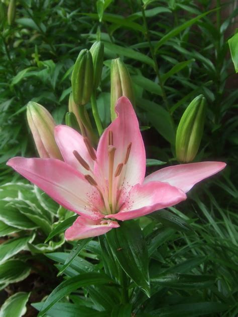 The Suburban Gardener: Asiatic Lily Tiny Todd
