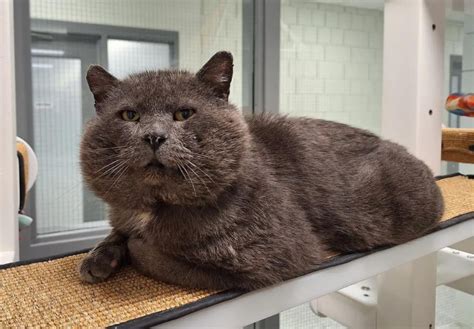 Animal Bochechudo - Gato bochechudo resgatado doente das ruas, é tratado, fica lindo e é ...