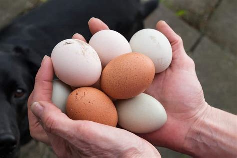 7 Ways To Get More Eggs From Your Chickens