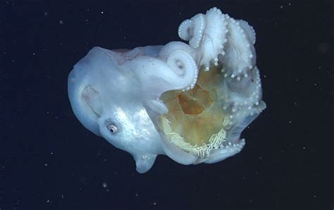 The Mysterious Seven-Arm Octopus Reveals Itself And What It’s Been Eating