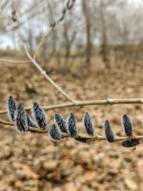 Cutting Back the Pussy Willows - The Martha Stewart Blog