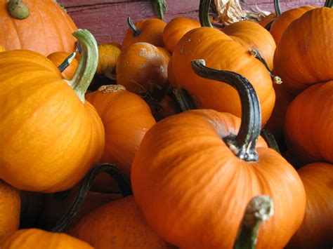 The Whole Pumpkin Profile – Health Hutt