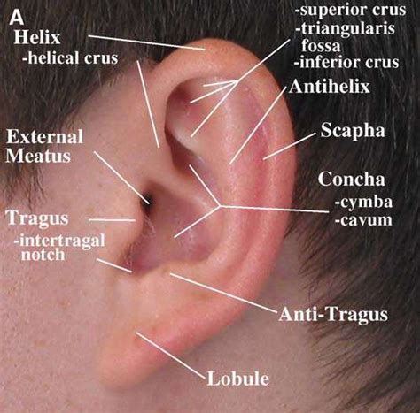 Ear Surface Anatomy