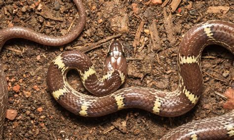 wolf snake   animals