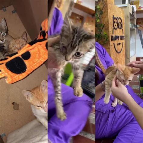 Tinha 12 Gatos E 7 Morreu Quantos Ficaram - 12 gatos sobrevivientes del incendio en el Polideportivo fueron ...
