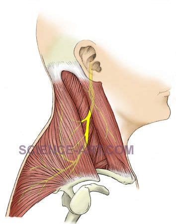 accessory nerve nerve medical illustration science art