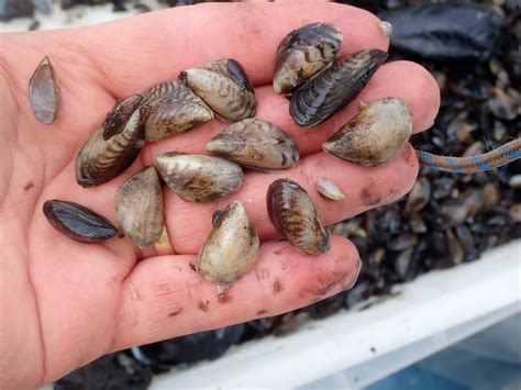 Invasive Species Alert for Quagga mussel - National Biodiversity Data ...