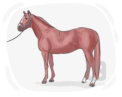 definition meaning  thoroughbred picture dictionary