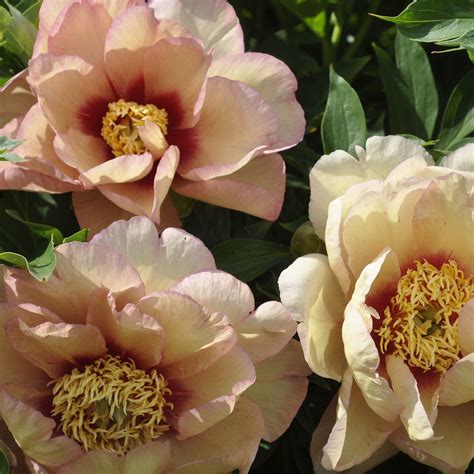 Peony 'Callie's Memory' - Claire Austin