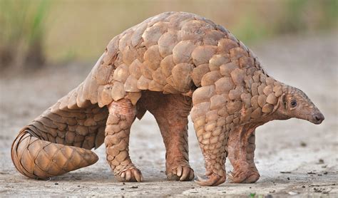 Indian pangolin facts, distribution & population | BioDB