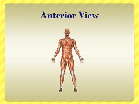 anatomy basics powerpoint    id