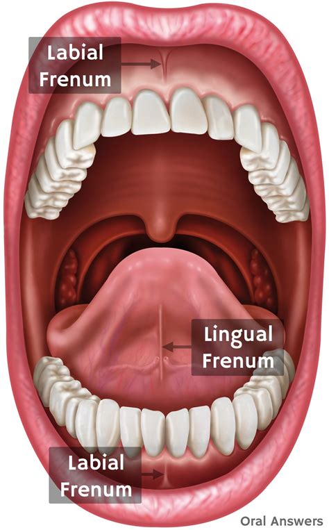 frenulum definition function examples lingual frenulum