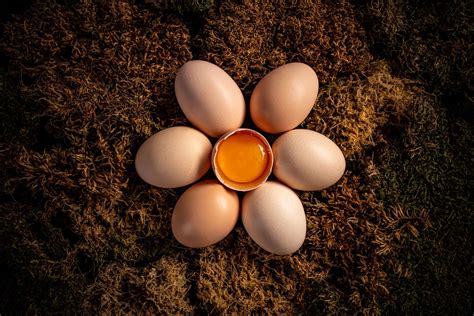 Understanding the Protein Content of Raw vs Cooked Eggs - Protein