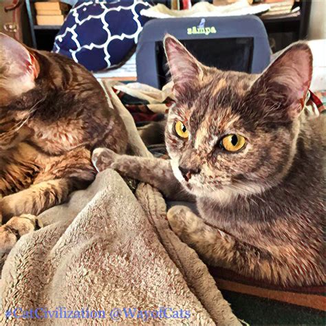Peer pressure is a training tool. Learn how to influence. - Way of Cats