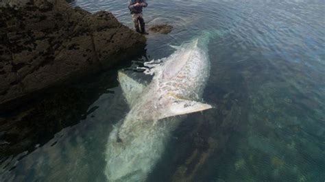 Basking shark washed up in Cornwall offers 'rare opportunity' - BBC News