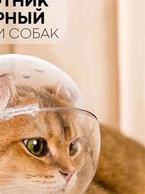Намордник для собак (защитный ветеринарный воротник) размер L - купить ...
