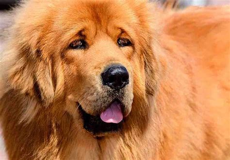 tibetan mastiffs illegal
