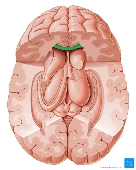 Corpus callosum: Anatomy, function and clinical aspects | Kenhub