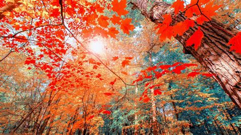 Fall Aesthetic Desktop Wallpapers - Wallpaper Cave