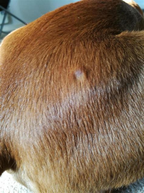 Bumps On Dogs Skin Images, Photos | Mungfali