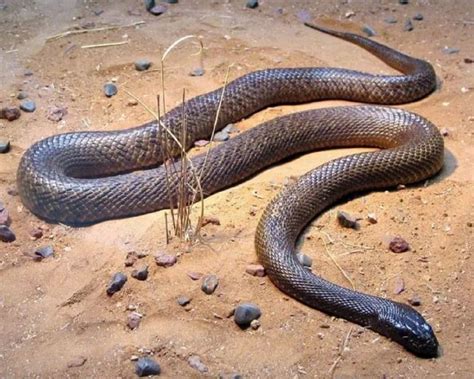 Qual É A Cobra Mais Venenosa - Dia da Cobra: conheça espécies mais venenosas do mundo