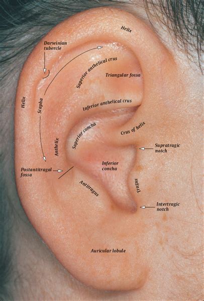 auricular acupuncture introduction  anatomical