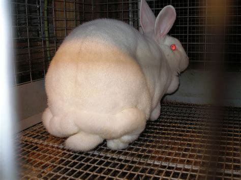 M an' M Rabbitry Blog: You know a rabbit is fat when...