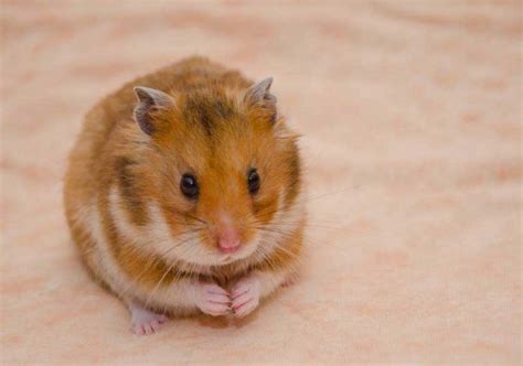 hewan hamster dalchaebi