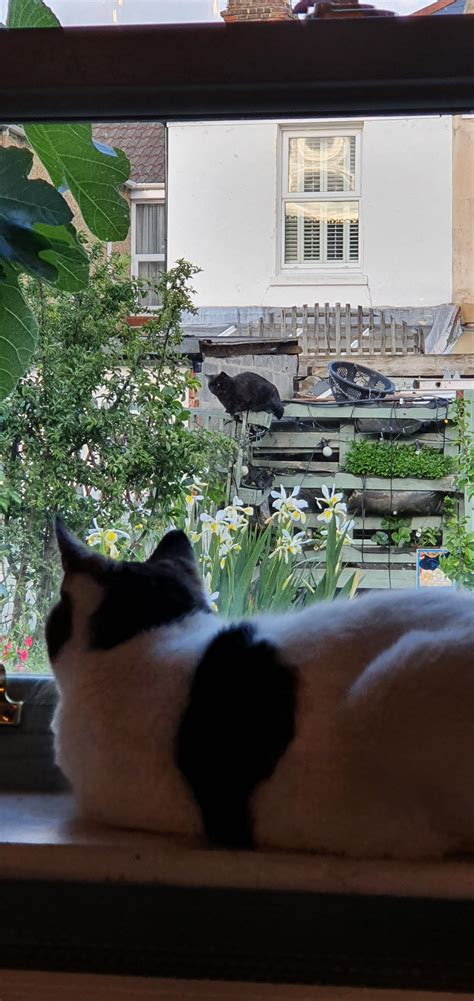 Double loaf featuring a rare catplant in full bloom : r/Catloaf
