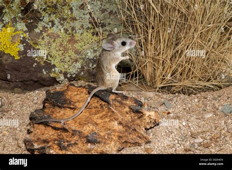 Cactus Mouse Peromyscus eremicus Tucson, Pima County, Arizona, United ...