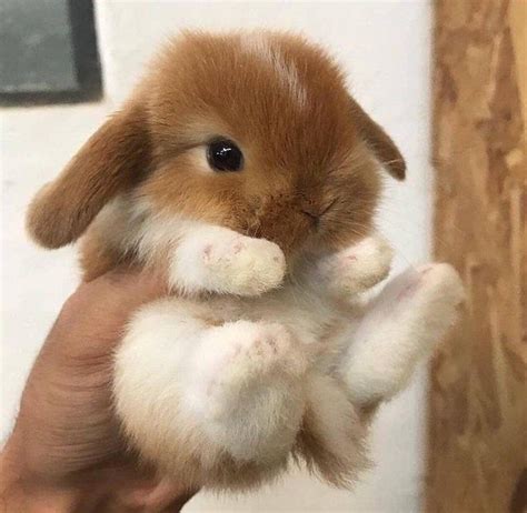 Pin on CUTE ANIMALS